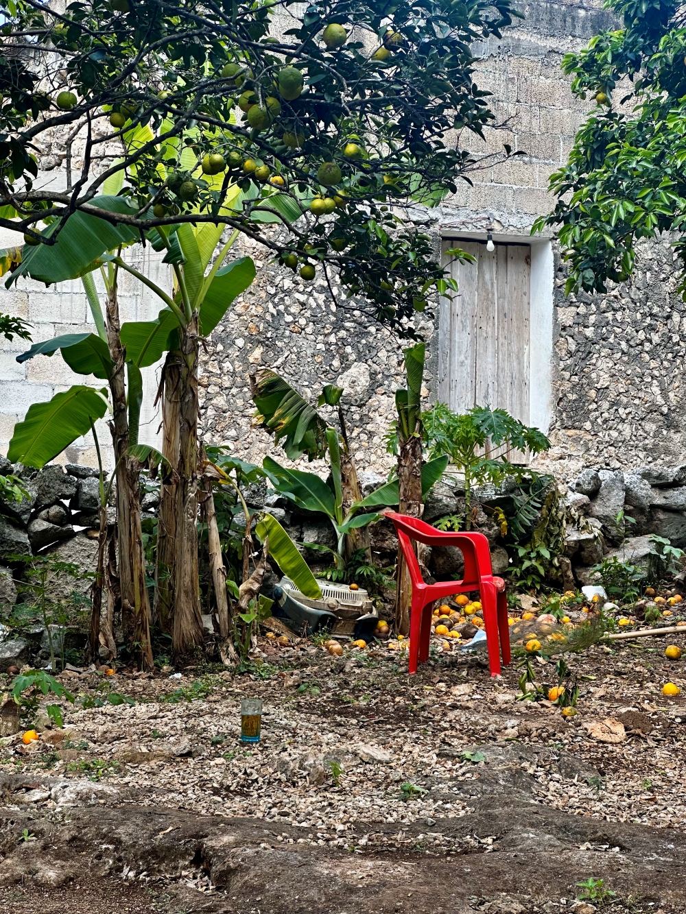 silla roja bajo un arbol de naranjas en pueblo de tizimin