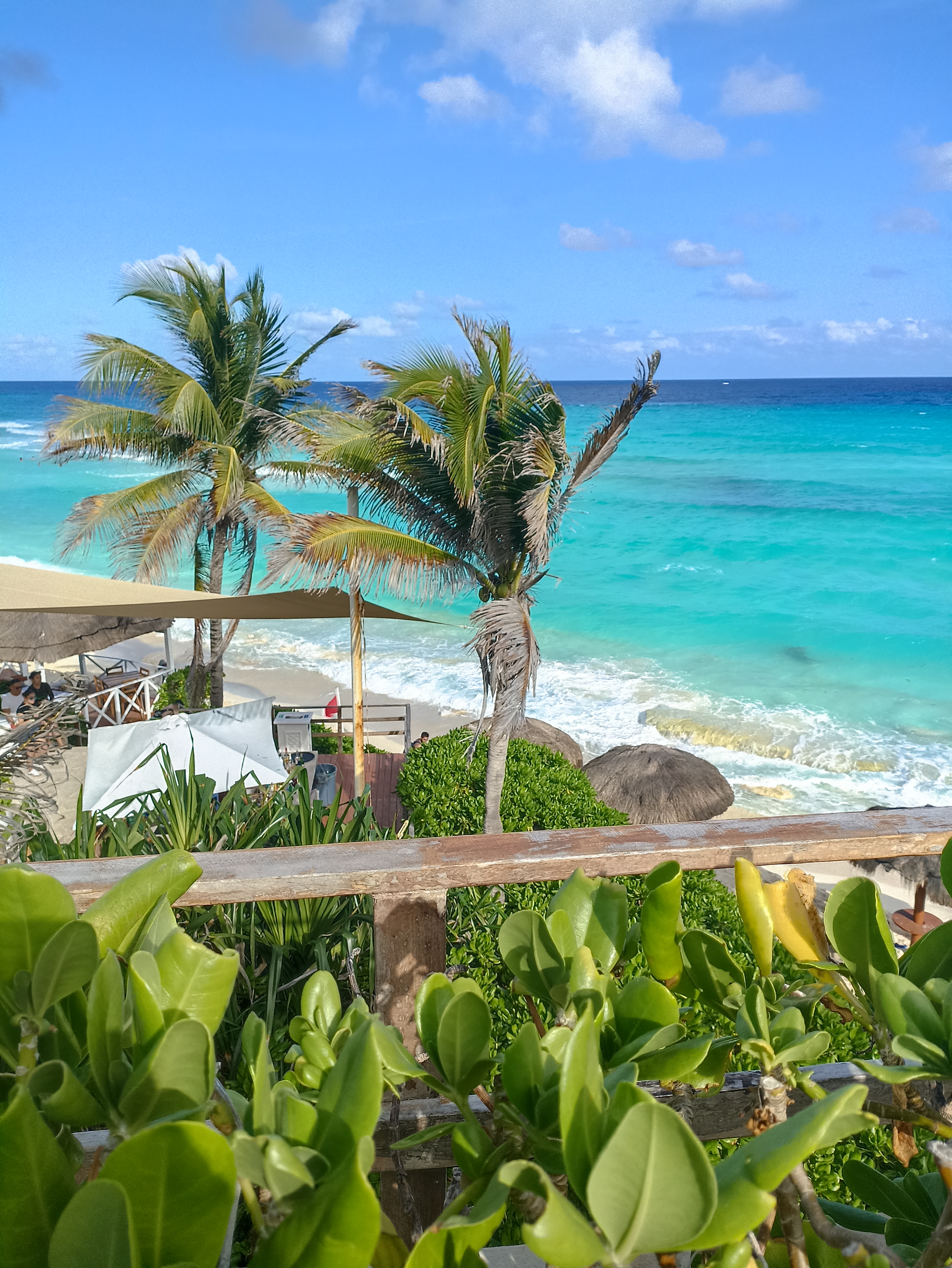 Beach at Oasis Cancun hotel with palm tree and turquoise water laloshuttle.com